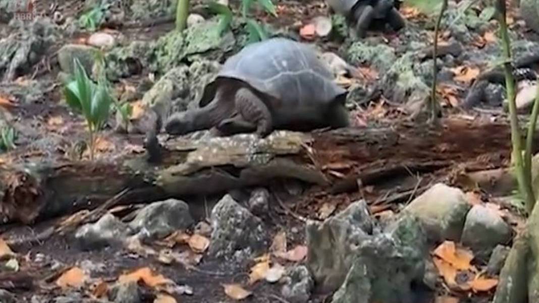 Kaplumbağa bir anda canavara döndü! Ağzına aldığı gibi kafasını kopardı, çırpındı ama nafile… 2